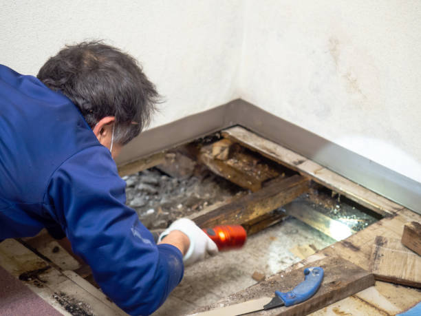 Best Toxic Mold Removal  in Clawson, MI