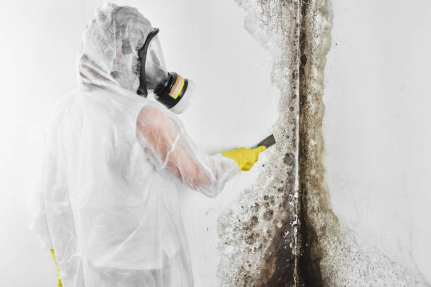 Best Mold Testing and Removal  in Clawson, MI