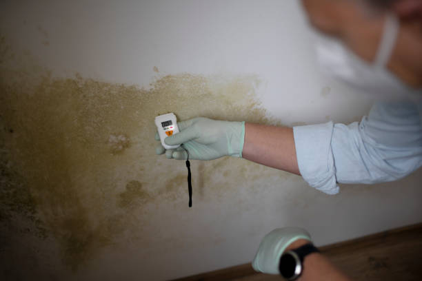 Best Certified Mold Removal  in Clawson, MI