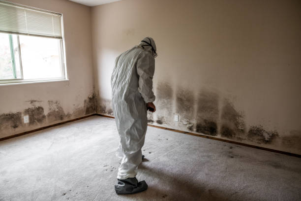 Professional Mold Removal in Clawson, MI