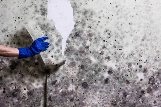 Mold Testing and Removal in Clawson, MI