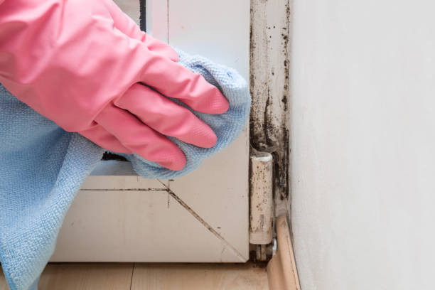 Best Residential Mold Removal  in Clawson, MI